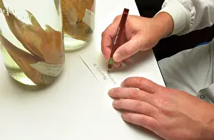 Indelible: Specimen label