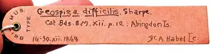 Beaked: Specimen label for Geospiza difficilis, sharp-beaked ground