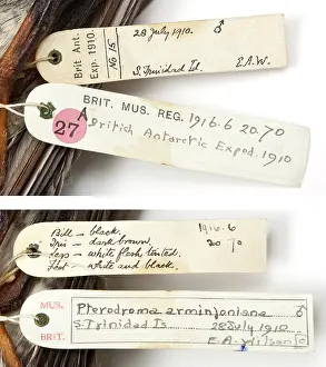 Ornithological: Specimen labels for Herald petrel