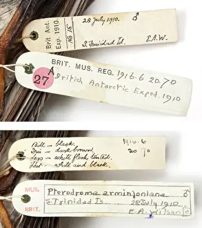 Trinidad: Specimen labels for Herald petrel Pterodroma, arminjoniana a