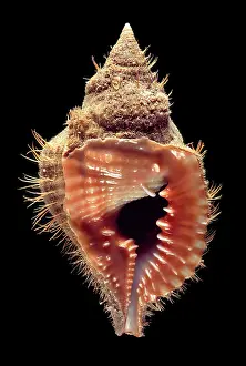 Aperture: Shell