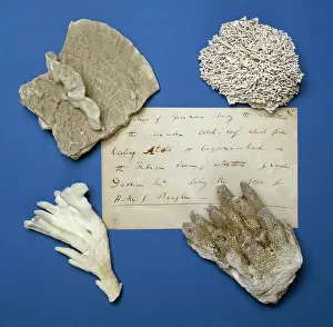 Keeling: Specimens from the Cocos-Keeling Atol