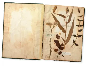 Occidentale: Specimens (including butterflies) from the Paul Hermann Coll