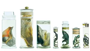 Biodiverse: Specimens in spirit jars