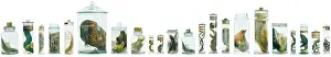Biodiverse: Specimens in spirit jars
