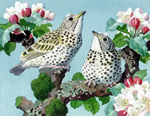 Tunnicliffe: Two speckled thrush chicks on a tree branch
