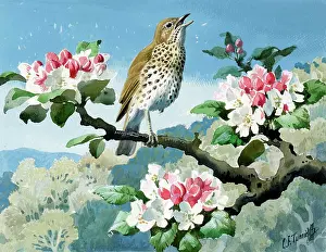 Birdsong: Speckled thrush singing on a tree branch