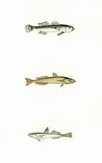 Slender: Speckled, Transparent, and Slender Goby