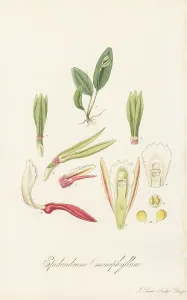 Slave Trade: Specklinia corniculata orchid
