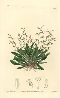 Picta: Specklinia picta orchid
