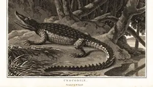 Mangrove: Spectacled caiman, Caiman crocodilus
