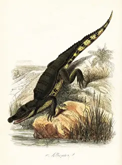 Achille Comte: Spectacled caiman, Caiman crocodilus