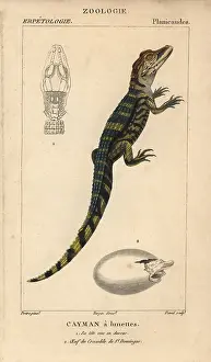 1816 1830: Spectacled caiman, Caiman crocodilus