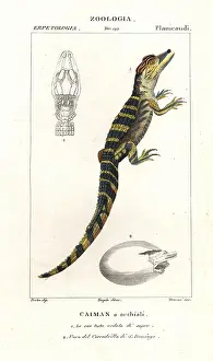 Caiman: Spectacled caiman and hatching egg of the American crocodile