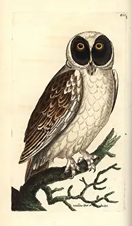 Spectacled: Spectacled owl, Pulsatrix perspicillata