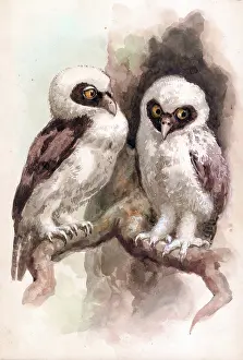 Spectacled: Spectacled Owls
