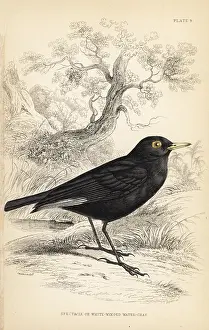 Lizars: Spectacled tyrant, Hymenops perspicillatus