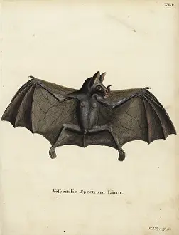 Tyroff: Spectral bat or false vampire bat, Vampyrum spectrum