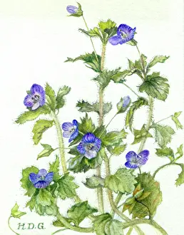 Garside: Speedwell