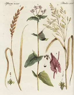 Triticum: Spelt, buckwheat and rice