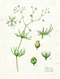 Isobel: Spergula arvensis - corn spurry