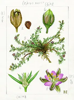 Everard: Spergularia rubra - red sandspurry