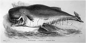 Cachalot: SPERM OR CACHALOT WHALE