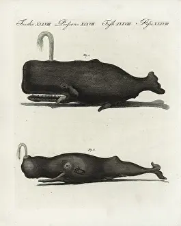 Sperm: Sperm or trump whale, Physeter macrocephalus