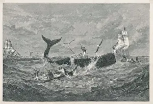 Sperm: SPERM WHALE FROM 1868