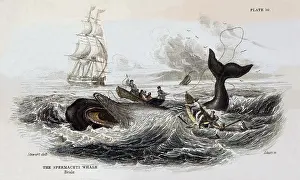 Whales: The Sperm Whale