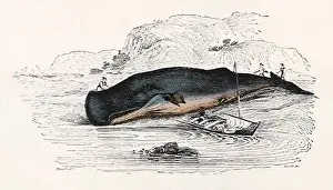 Whales: Sperm Whale Ashore