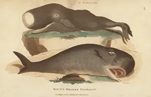 G. Kearsley: Sperm whale or cachalot, Physeter macrocephalus