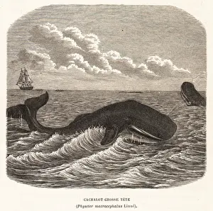 Cachalot: Sperm whale or cachalot, Physeter macrocephalus