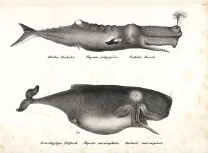 Sperm: Sperm whale or cachalot, Physeter macrocephalus (vulnerable)