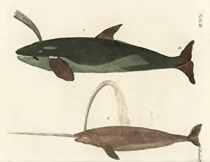 Sperm: Sperm whale and narwhal