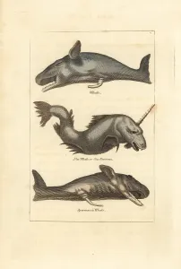 Cachalot: Sperm whale and narwhale