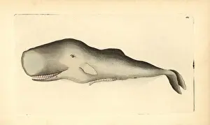 Physeter: Sperm whale, Physeter macrocephalus