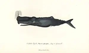 Sperm: Sperm whale, Physeter macrocephalus