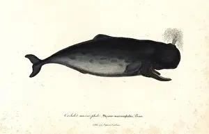 Sperm: Sperm whale, Physeter macrocephalus