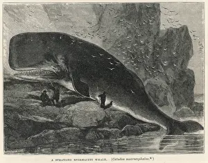 Sperm: SPERM WHALE ON ROCKS