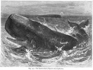 Sperm: SPERM WHALE AT SEA