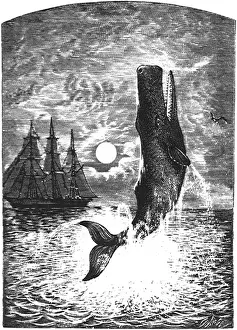 Whales: Sperm Whale and Ship