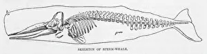 Sperm: Sperm Whale Skeleton