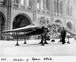 Sperm: Sperm whale skeleton, March 1901