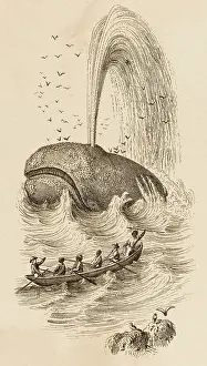 Sperm: SPERM WHALES CAUGHT
