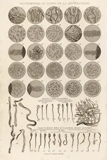 Tardieu: Spermatazoa of rabbit, dog, goat and rooster
