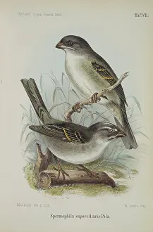 Brow: Spermophila supercilaris