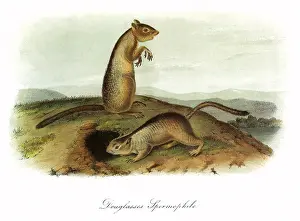 Burrow: Spermophilus Douglassi