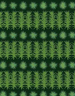 Sphagnum: Sphagnum moss repeating pattern