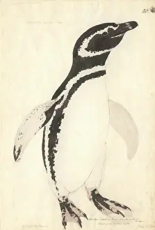 Magellanicus: Spheniscus magellanicus, Magellanic penguin